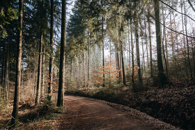 Trees growing in forest