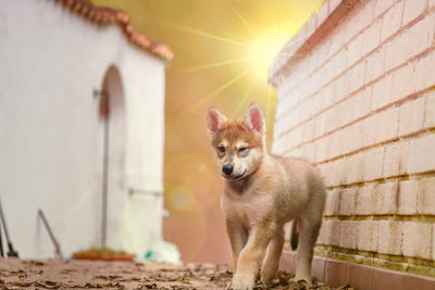 Portrait of a dog against wall