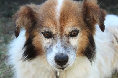 Close-up portrait of dog