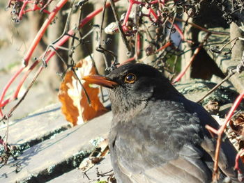 Close-up of bird perching on snow