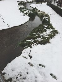 High angle view of crocodile in water