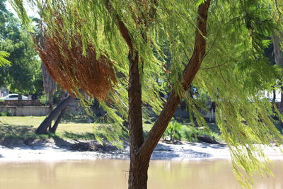 Reflection of trees in water