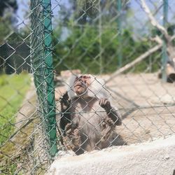 Monkey in cage at zoo