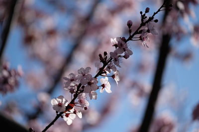 Close-up of cherry blossom on tree