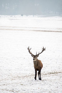 Deer on snow covered land