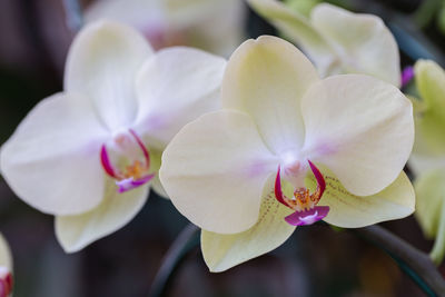 Close-up of pink orchids