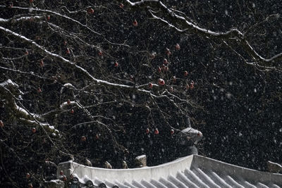 Scenic view of snow covered land