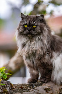 Portrait of cat sitting outdoors