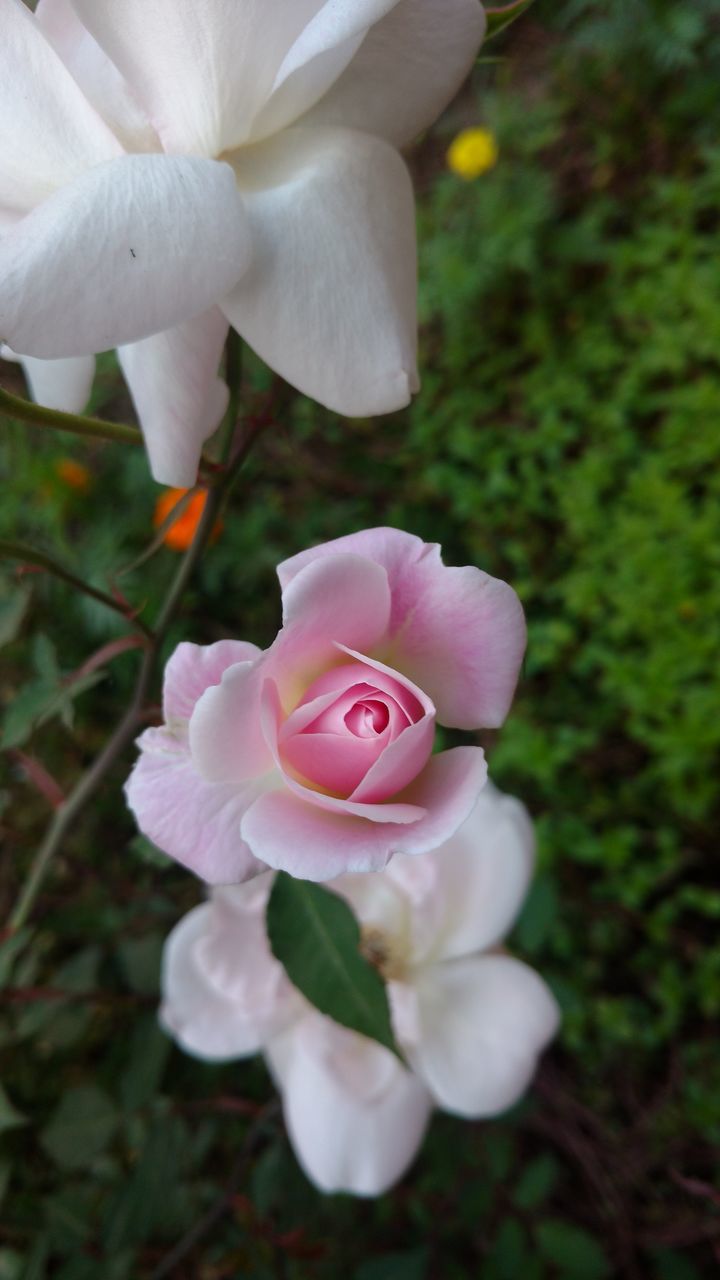 CLOSE-UP OF WHITE ROSES