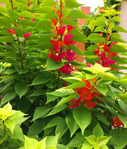 Close-up of red flowering plant