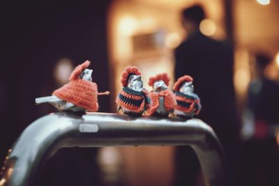 Close-up of a bird with toy