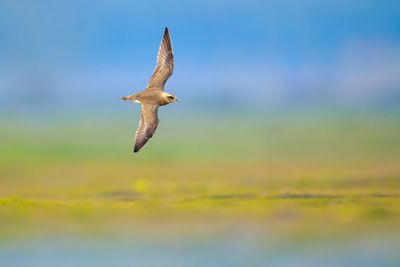 Bird flying in the sky