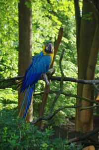 Bird perching on a tree in forest