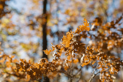 Close-up of snow on plant during winter