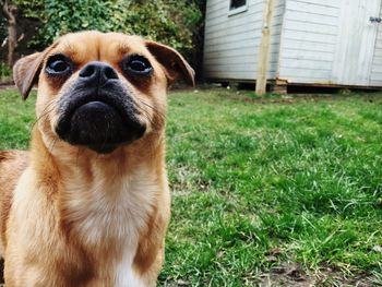 Close-up of puggle puppy on grassy field