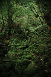 Moss growing on rocks in forest