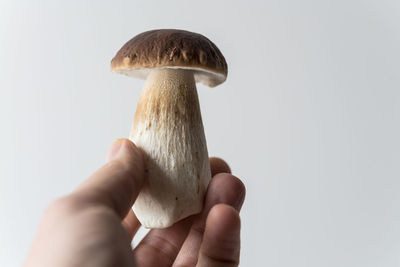 Cropped hand holding mushroom against white wall