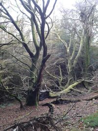 Bare tree in forest