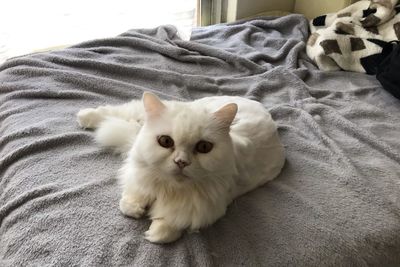 Portrait of white cat lying on bed at home