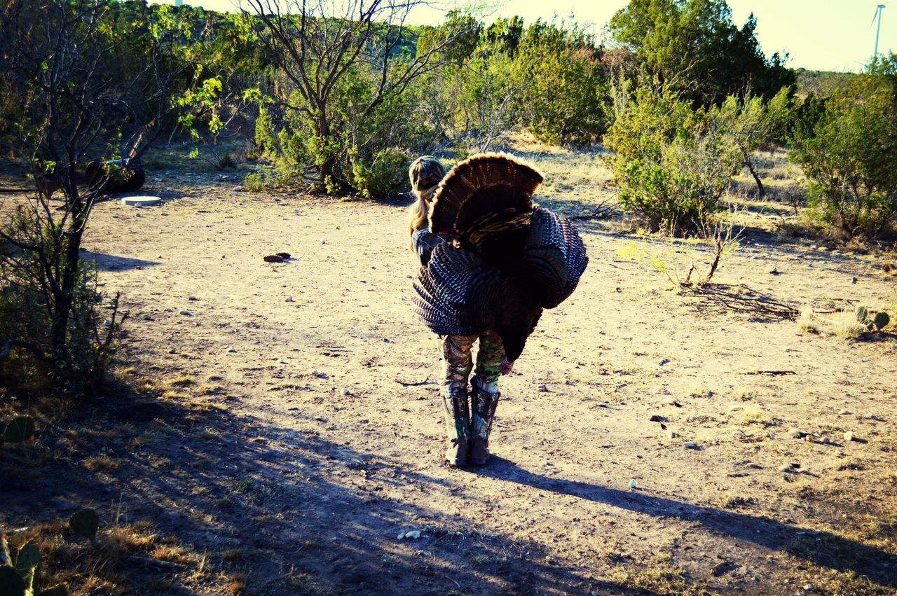 animal themes, one animal, tree, full length, bird, sunlight, walking, shadow, animals in the wild, field, nature, day, sand, outdoors, wildlife, standing, rear view, domestic animals, no people, black color