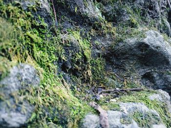 Close-up of moss growing on rock