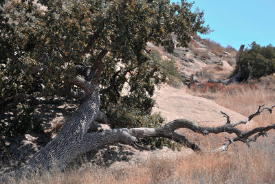 View of a fallen tree on hillside, landscape