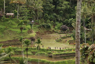 High angle view of trees on field