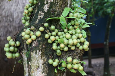 Close-up of grapes growing in vineyard