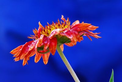 Close-up of flowers blooming against blue sky