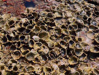 Muddy field dried with bubble holes