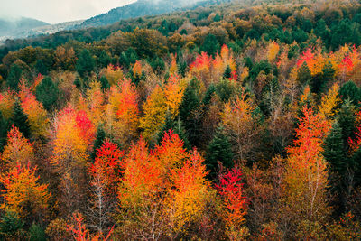 Trees in forest during autumn