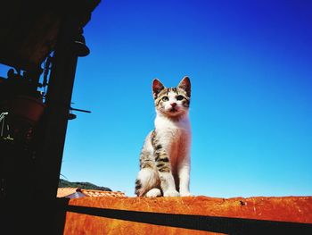 Low angle view of cat sitting against sky