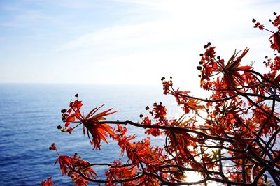 Close-up of tree by sea against sky