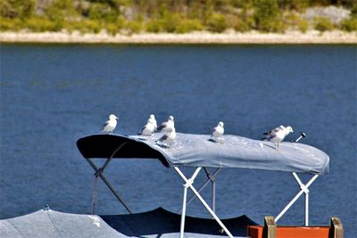 Seagulls perching on a sea