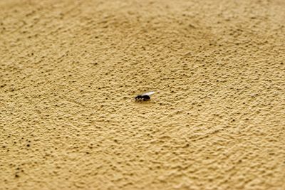 Close-up of insect on sand