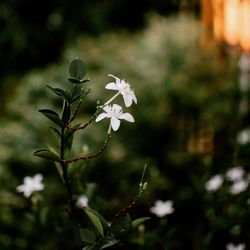 Close-up of white flowers blooming on tree