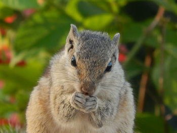 Close-up portrait of squirrel eating