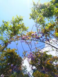 Low angle view of tree against sky