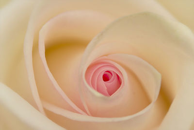 Close-up of pink rose