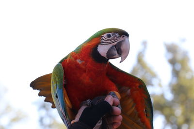 pet