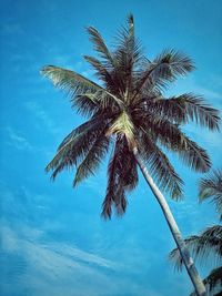 Low angle view of palm tree against blue sky