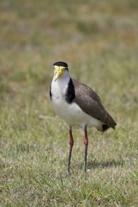 Close-up of a bird on field