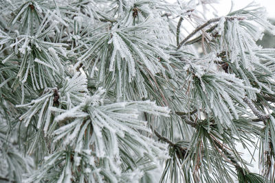 Close-up of snow covered pine tree