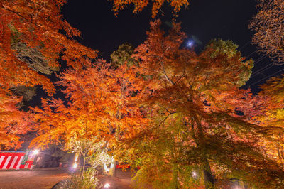 Illuminated trees by road during autumn at night