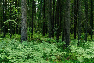 Plants and trees growing in forest