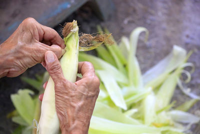 Close-up of hand holding leaf