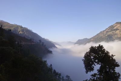Scenic view of forest against clear sky