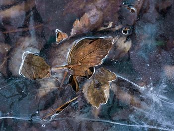 High angle view of dry maple leaf on water