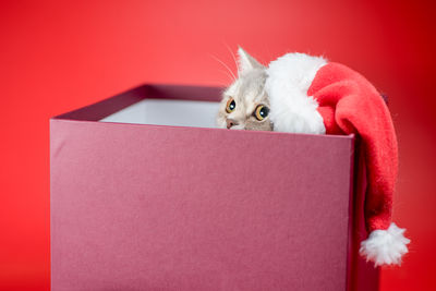 Close-up of rabbit with gift box against white background