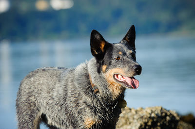 Close-up portrait of a dog